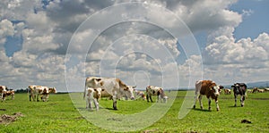 Cows on pasture