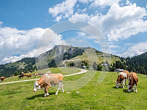 Cows on a pasture I Salzkammergut