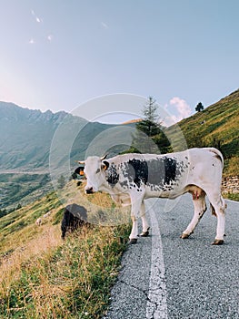 Cows pasture in mountainous area in the Italian Alps. photo