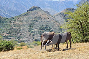 Vacas sobre el pastar en montanas de 