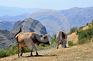 Vacas sobre el pastar en montanas de 