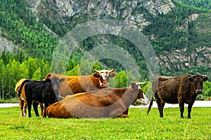 Cows in a pasture near the mountains