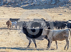 Cows on a pasture in Northeastern Colorado