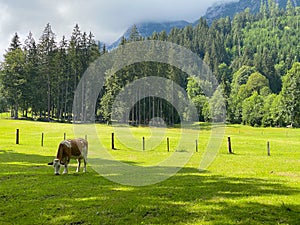 Cows on the pasture in Ramsau am Dachstein, Austria