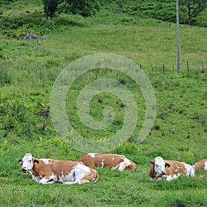 Cows on pasture photo