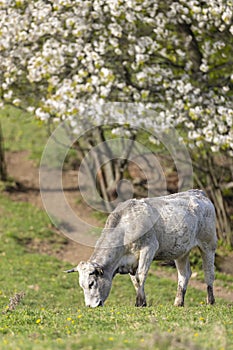 Cows on pasture in spring landscape, Slovakia