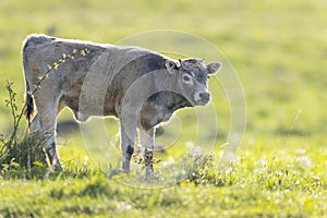 Cows on pasture in spring landscape, Slovakia