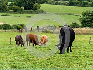 A cows on a pasture on a summer day. Livestock on free grazing. Livestock farm. Agricultural landscape, cow on green grass field