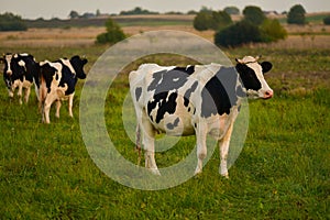 Cows in pasture at sunset