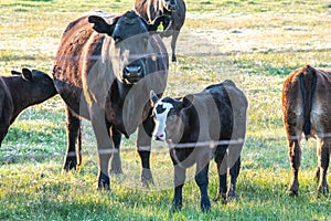 Cows in a pasture together photo