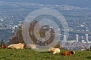 Cows in a pasture of Vercors slopes over Grenoble