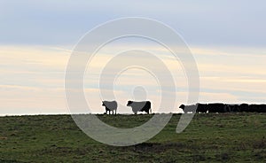 Cows at Pasture in Vermont