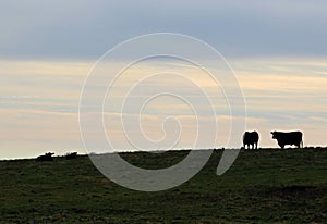 Cows at Pasture in Vermont