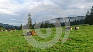 Cows on pasture in Western Tatras Mountains