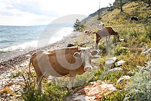 Cows pasturing at Baikal photo