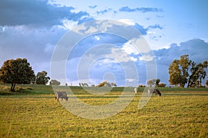 Cows pasturing on a grass field meadow under a cloudy sky photo