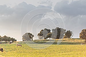 Cows pasturing on a grass field meadow under a cloudy sky photo