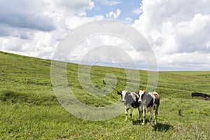 Cows Pasturing in Green Field photo