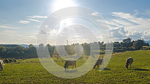 Cows pasturing on a green meadow on a sunny day photo