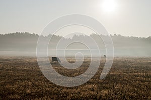 The cows that pasturing in the meadow of brown color far away. Foggy weather. Early autumn. Morning photo