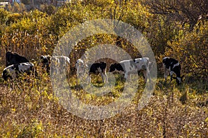 The cows are pasturing in the meadow of gold color. Early autumn