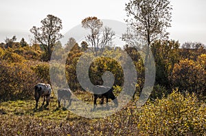 The cows are pasturing in the meadow of gold color. Early autumn