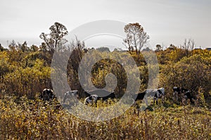 The cows are pasturing in the meadow of gold color. Early autumn