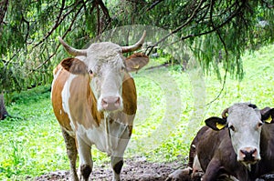 Cows Pasturing photo