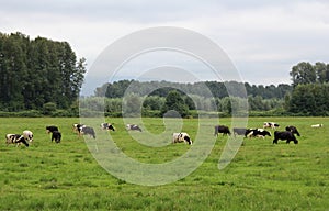 Cows in the Pature photo