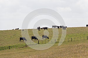 Cows peacefully grazing at green grass hill, Te Henga Walkway, New Zealand