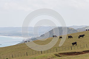 Cows peacefully grazing at green grass hill, Te Henga Walkway, New Zealand