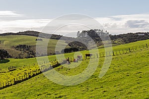 Cows peacefully grazing at green grass, Shakespear Regional Park, New Zealand