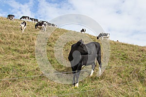 Cows peacefully grazing on a slope in a sunny day, New Zealand