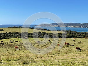 Cows peacefully grazing on a slope in a sunny day, Tawharanui Regional Park, New Zealand