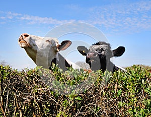 Cows peering over a hedgerow