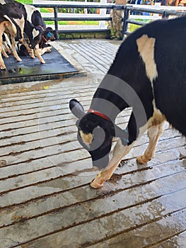 cows that are in the pen