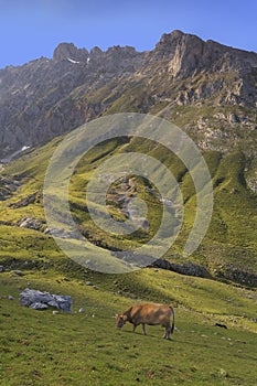 Cows in Picos de Europa Central Peaks at Aliva valley photo