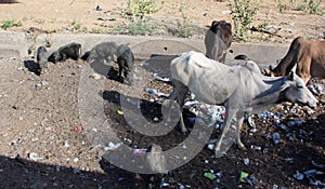 Cows and Pigs Rummaging Through Trash in India