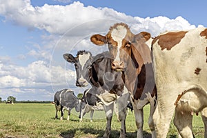 Cows play peekaboo, black red and white, looking curious, multi color diversity in a green field