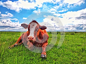 Cows portrait beautiful sky