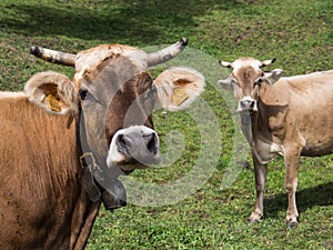 Cows portrait in the field