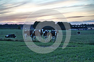 Cows pose in the meadow on a summer evening sunset typical Dutch landscape