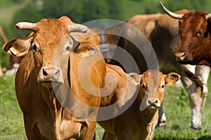 Cows in a prairie