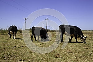Cows on prairie