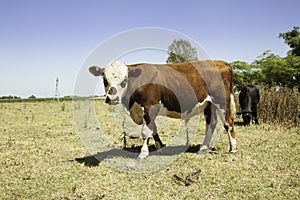 Cows on prairie