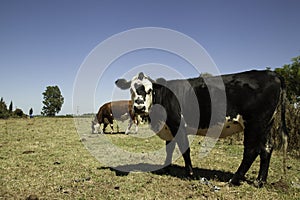 Cows on prairie