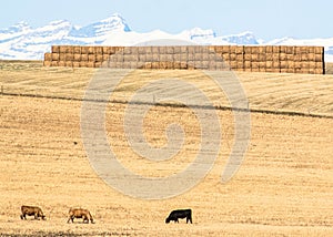 Cows in prairie, Alberta, Canada