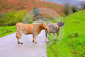 Cows in a Pyrenees road of Irati jungle at Navarra Spain
