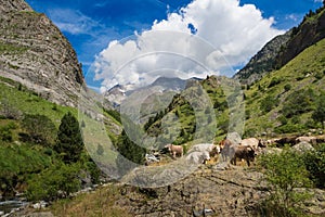 Cows in the Pyrenees in Spain. landscape mountains and nature