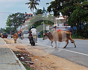 cows randomly cross town road among traffic cars and motorcycles.